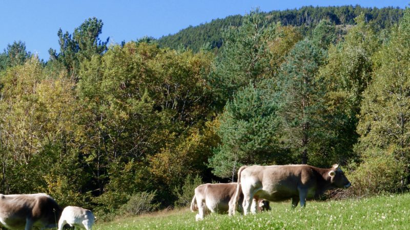Excursió a la Vall de Ribes